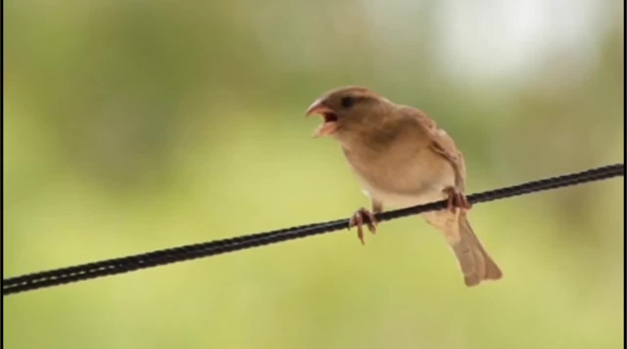 Beautiful birds relaxing video