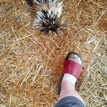 Rooster vs shoe