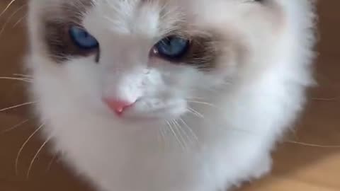 Cute cat