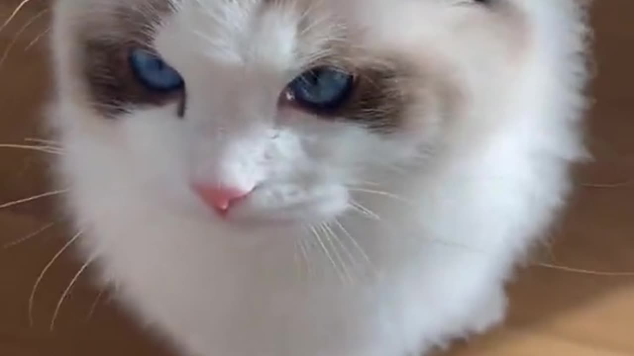 Cute cat