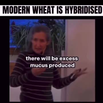Hybridised Wheat