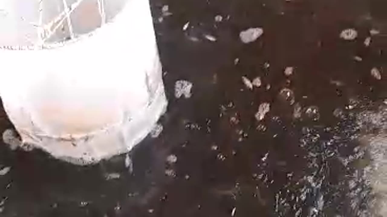 Выращивание мальков форели