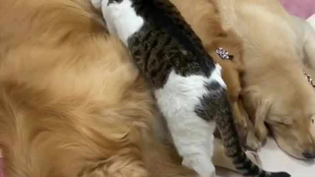 Lovely and Funny Cat vs Dog Videos