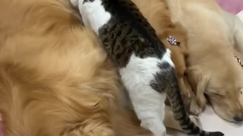 Lovely and Funny Cat vs Dog Videos