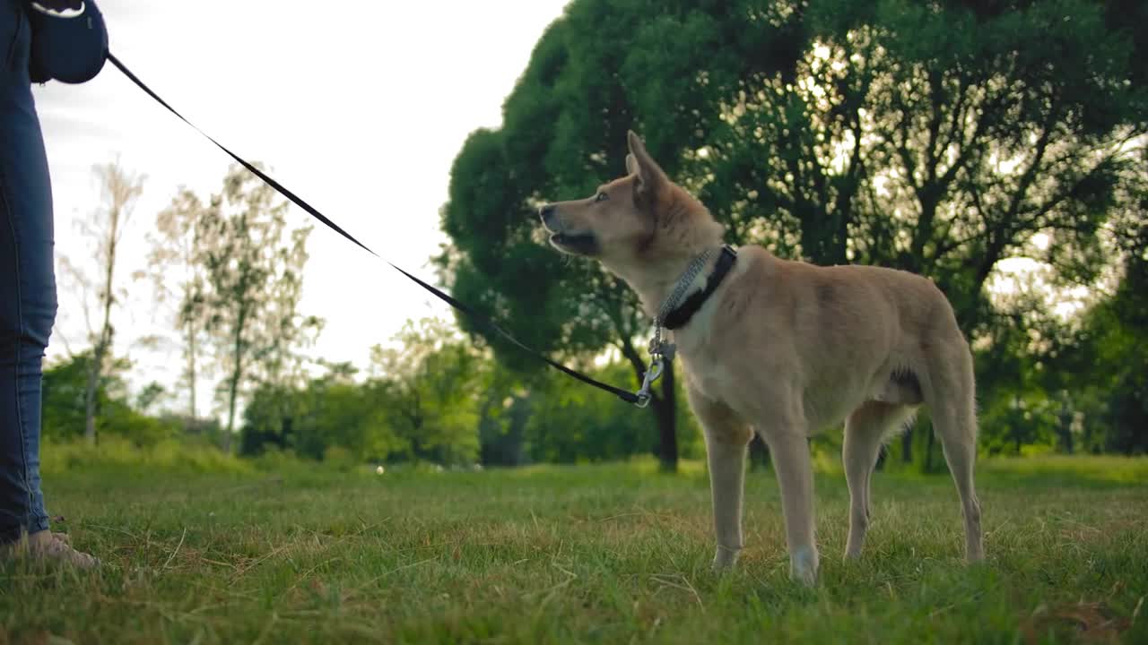 Dog on the leash walking on the grass and sniffing something