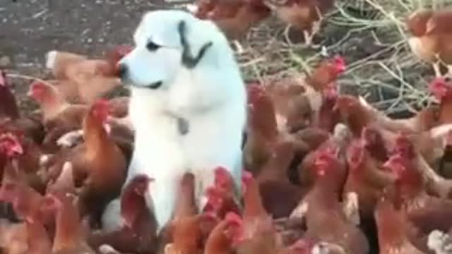 Dog standing chicken flock