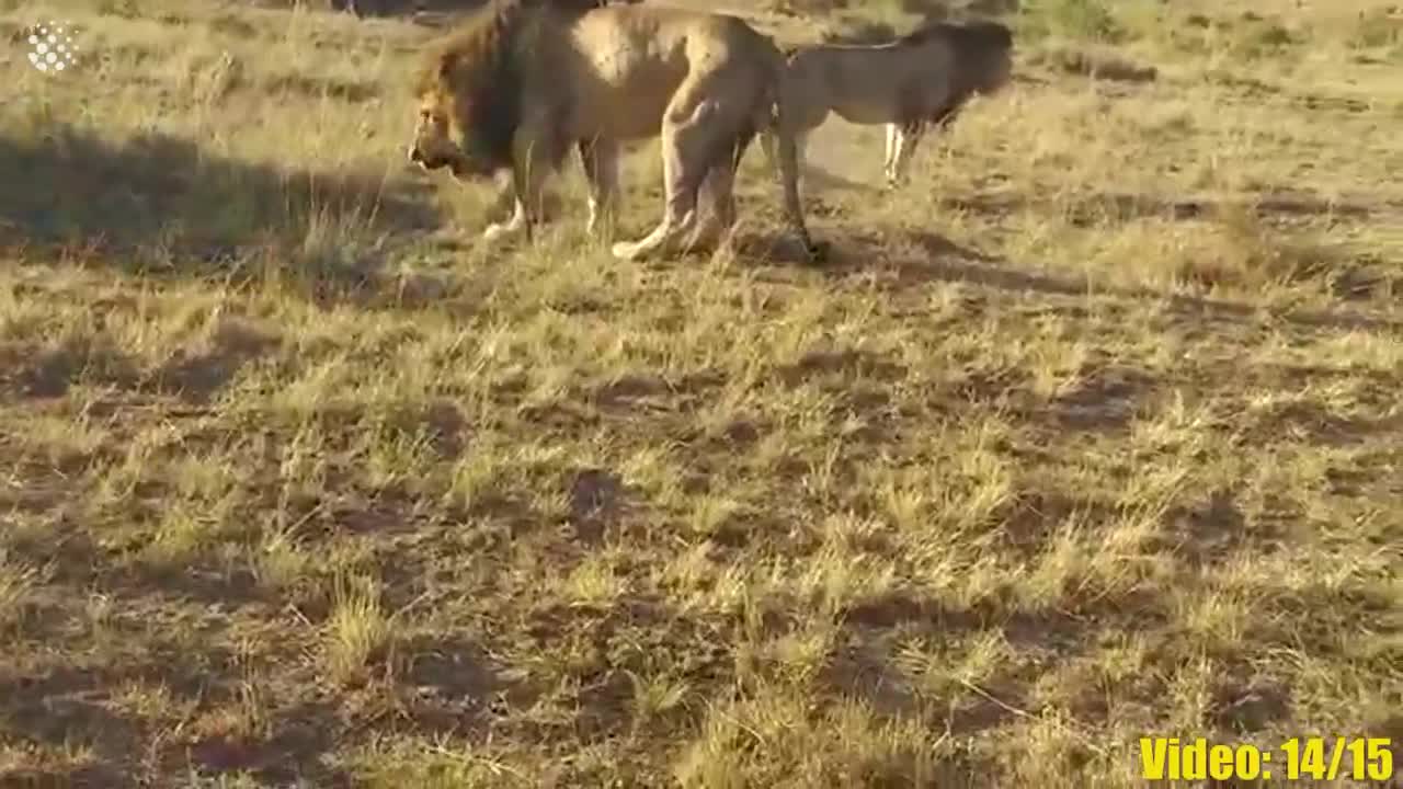 The most incredible wild animal battles captured on camera.mp4