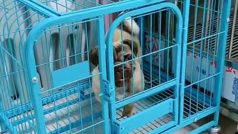 Cute Funny Dog Video
