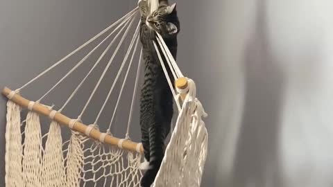 Cat Climbing Hammock