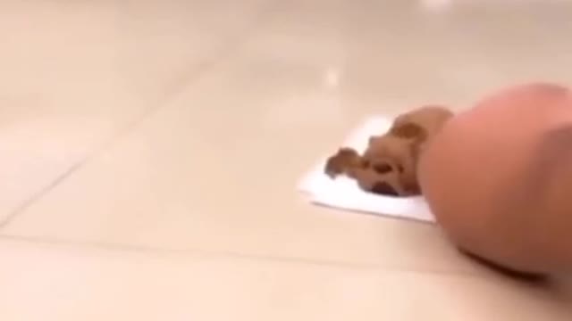 Cute And Funny Pets, Lol :D :D :D
