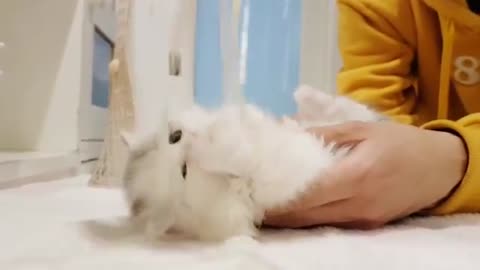 fun with cutu cats