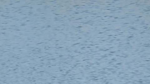 ducks in the lake