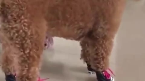 Watch this cats go crazy, really funny and cute