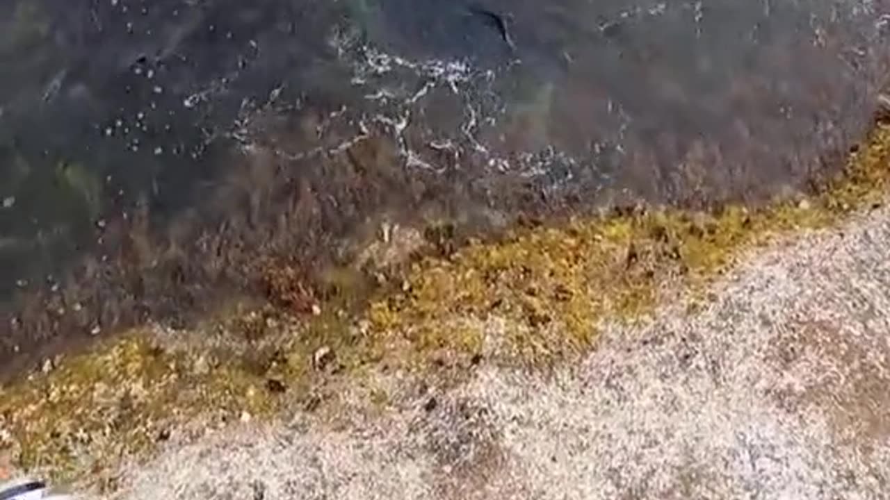 Survival Fishing