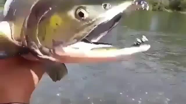 Amazing Fish #Viral