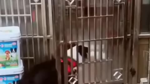 Animal funy moment ppufs