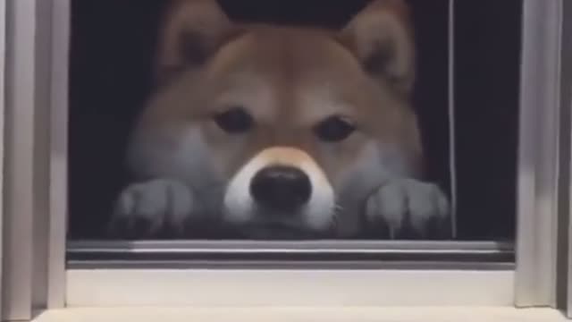 Open the window, there is a little cutie waiting for you