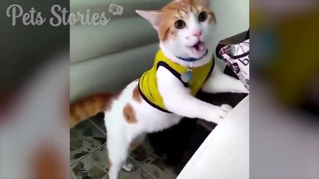 Funny videos animals