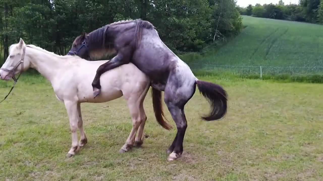 Top sport stallion is trying hard to cover this beautiful mare. Will he succeed today?