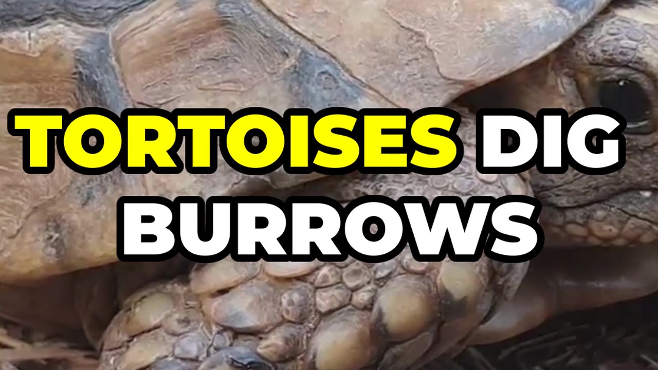 Amazing Tortoise Facts for Kids! 🐢 | Fun Learning Vide