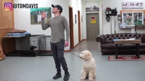 Teach your dog to walk nice on the Leash.