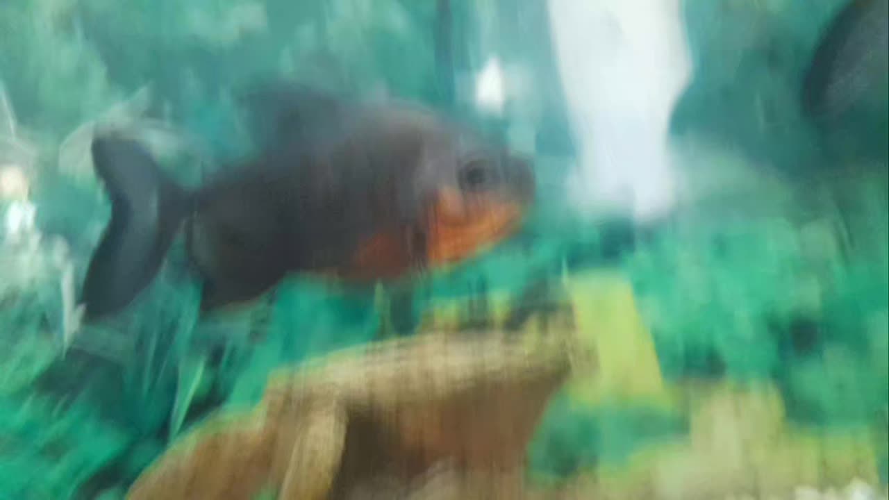 fish 1