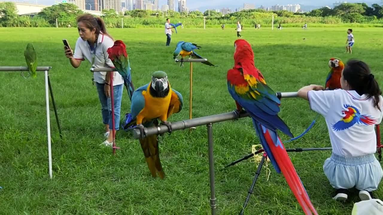 Bold girls and colorful parrot in parrot garden