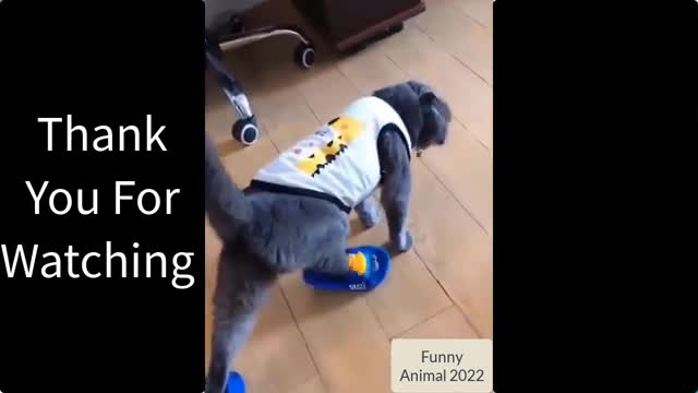 Funny Animals _ π Cats &Dogs.