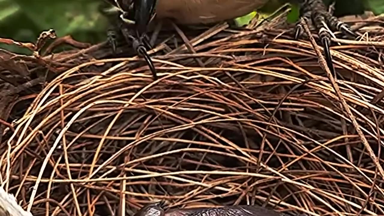 Mom birds feeding her baby