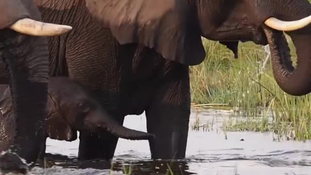 Baby eliphant swimming across the river with mum