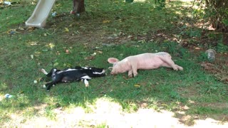 baby pig and puppies playing