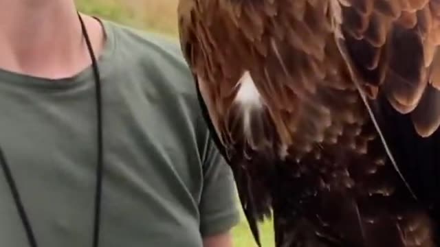 can you pet eagle