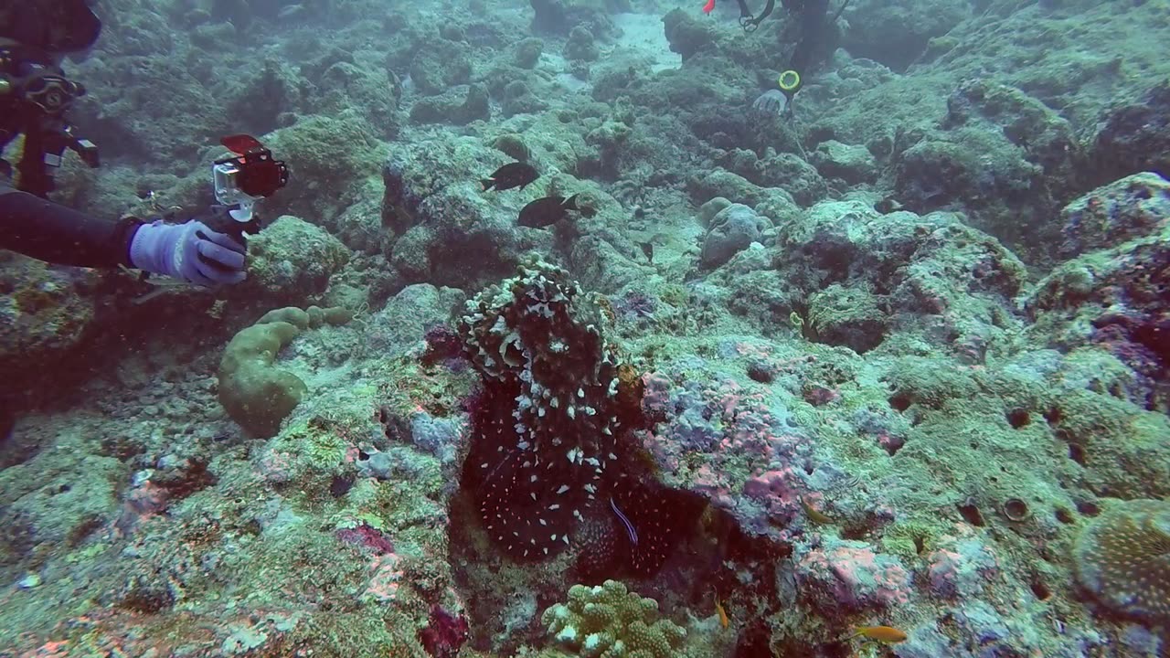 Adorable octopus poses for scuba divers in the Maldives