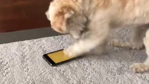 Small dog tapping phone screen
