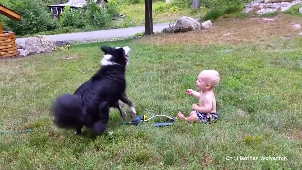 Dogs And Babies Playing Together