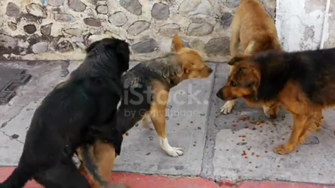 dog mating