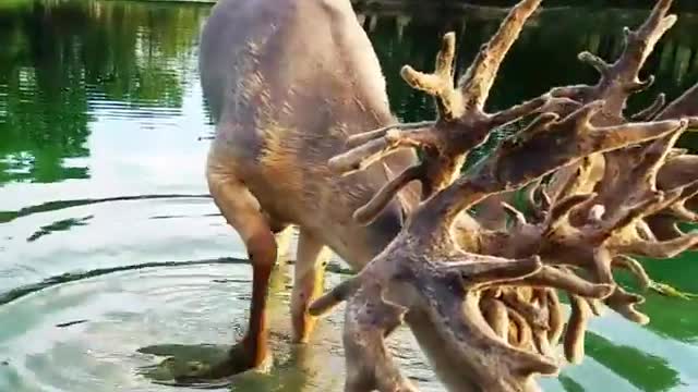 Monster Buck Enjoying Drink of Water