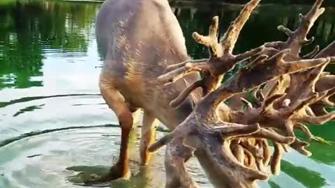 Monster Buck Enjoying Drink of Water