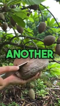 Cancer, cure, Soursop - Guanabana