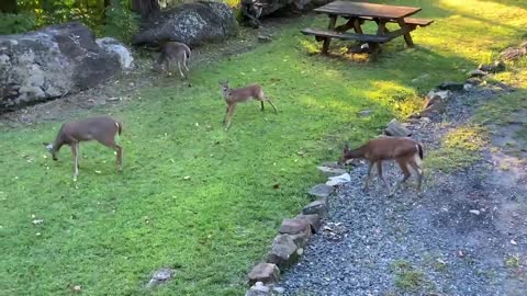 Deer 🦌 fawns 🦌 Dinnertime at The Treehouse 🌳 one big happy family