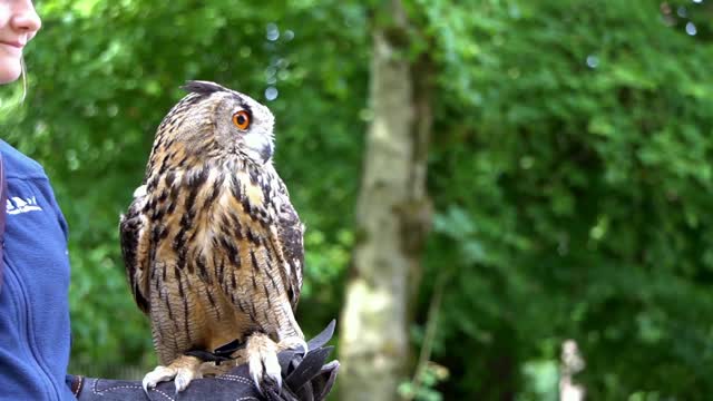 Seeing owl eyes is a beautiful thing