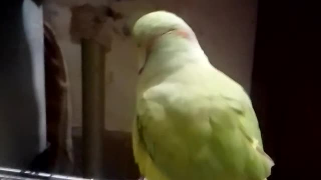 Parrot is opening (khol raha hai) the cap(dhakan) of toy(khailoona)