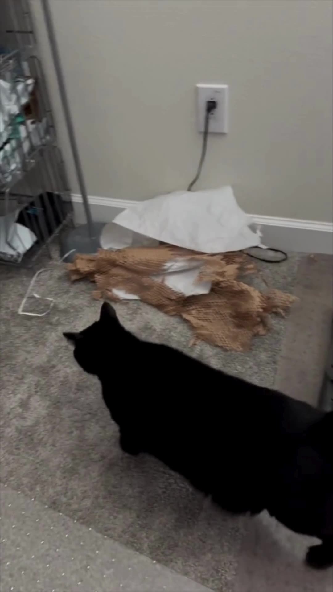 Cute Precious Piper Does Not Get the Plants Adopting a Cat from a