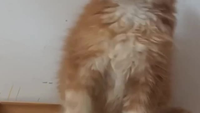 funny cat