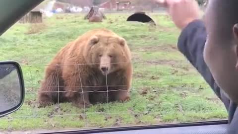 Bear Catches Bread Frisbee