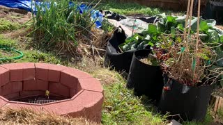 Texas Micro Farms is in the garden!