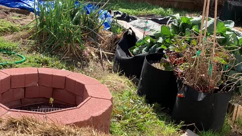 Texas Micro Farms is in the garden!