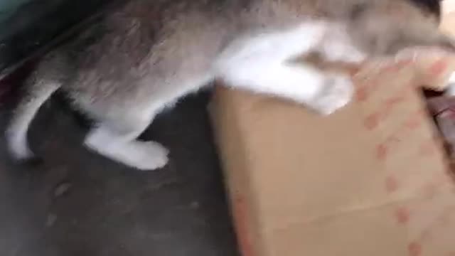 cute cat video