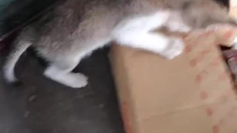 cute cat video