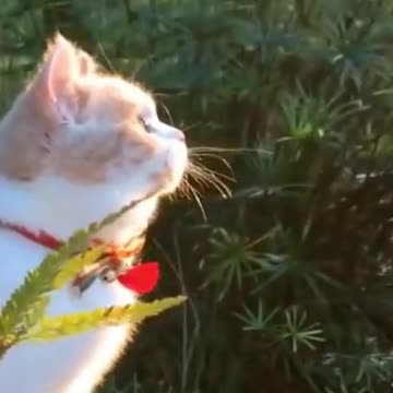 CATS AND DOGS ! HILARIOUS POOP